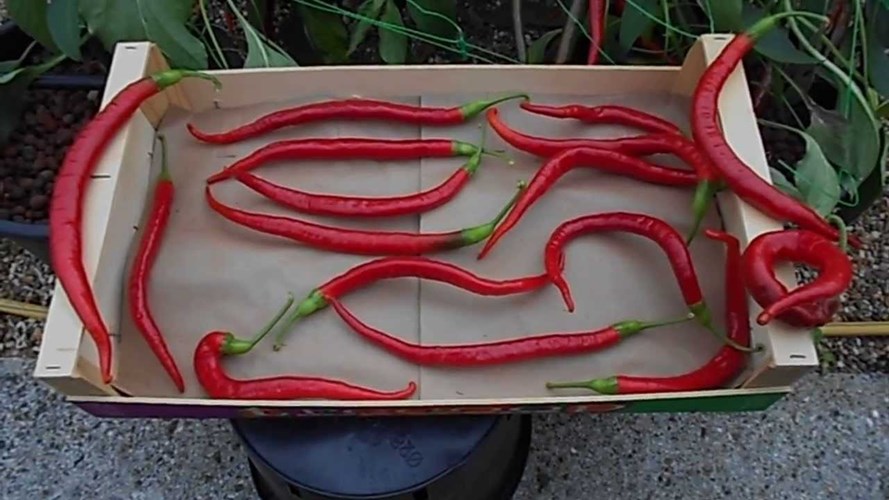 Quả ớt cay Cayenne c&oacute; chiều d&agrave;i khoảng 25-30cm.