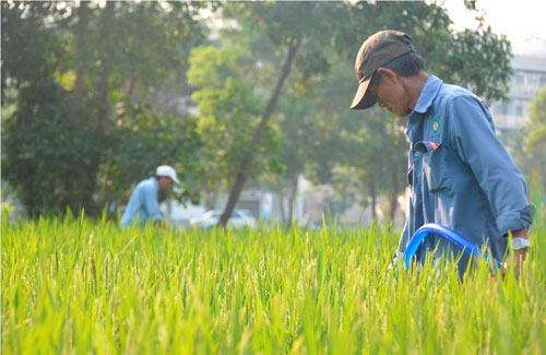 Mùa vàng về phố