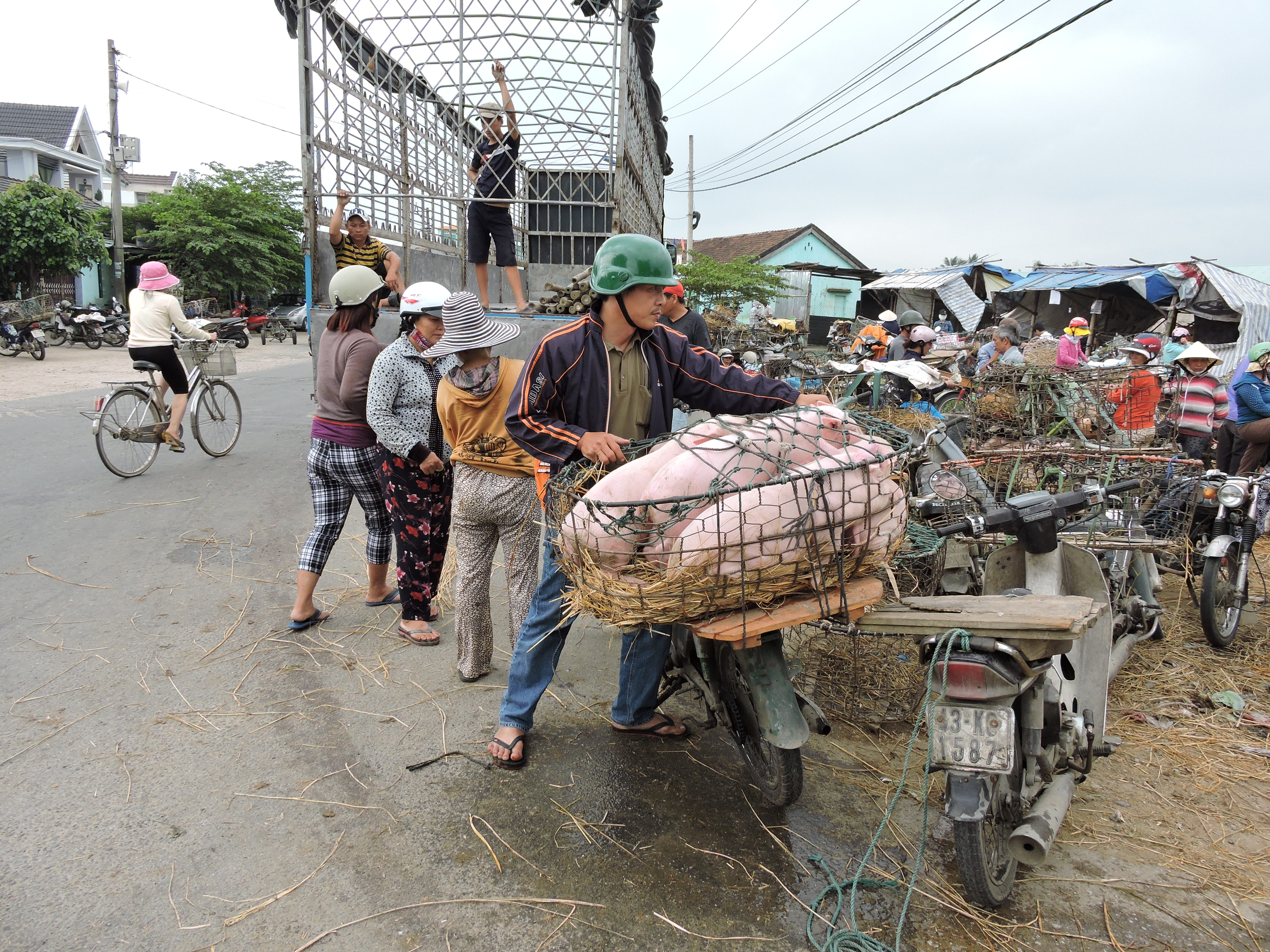 Từ đ&acirc;y, heo được chở đến c&aacute;c phi&ecirc;n chợ trong v&agrave; ngo&agrave;i tỉnh