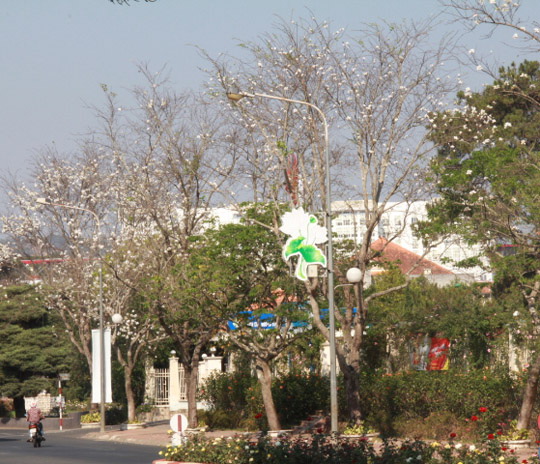 Hoa ban được trồng hai bên nhiều con đường