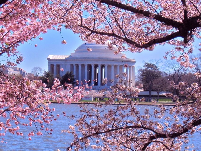 Hoa anh đ&agrave;o ở Washington D.C
