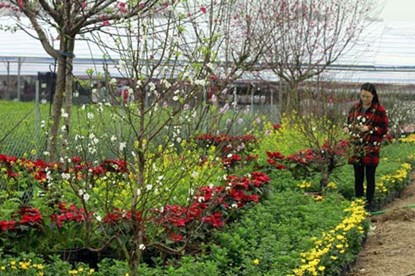 Hoa bạch đào lần đầu tiên được triển lãm số lượng lớn và bán rộng rãi tại Festival hoa Tết Gia Lâm (Hà Nội)