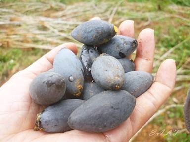 Tr&aacute;m tr&aacute;m. Ảnh: Internet