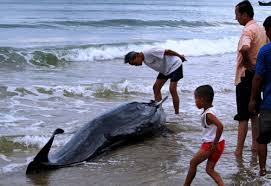 Cá voi nặng 250 kg mắc lưới ngư dân