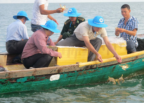 Bảo tồn ghẹ xanh Kiên Giang