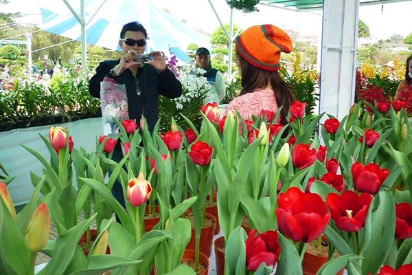 Đ&agrave; Lạt cũng trồng được hoa tulip