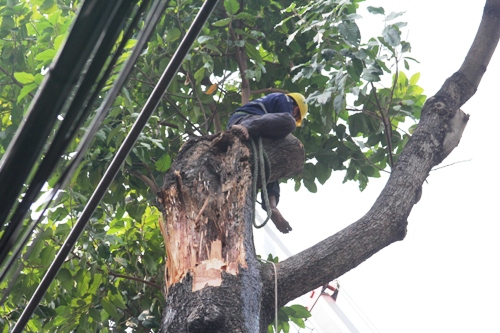 Cây xanh gãy nhánh, hai người vào bệnh viện