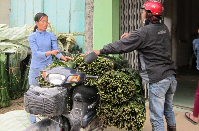 L&aacute; dong rừng đang được thương l&aacute;i thu mua vận chuyển về xu&ocirc;i ti&ecirc;u thụ