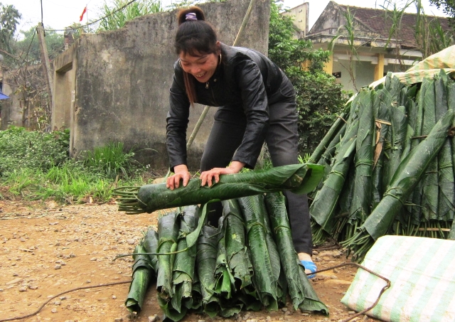 Để l&aacute; dong kh&ocirc;ng bị r&aacute;ch, hư hỏng trong qu&aacute; tr&igrave;nh vận chuyển, người d&acirc;n thường cuộn tr&ograve;ng th&agrave;nh từng b&oacute; cẩn thận