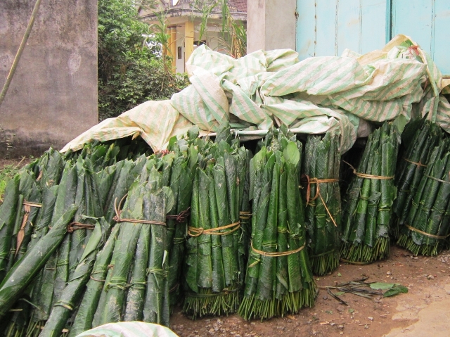 L&aacute; dong được người d&acirc;n h&aacute;i trong rừng về nhập lại cho 1 người d&acirc;n ở huyện Thường Xu&acirc;n