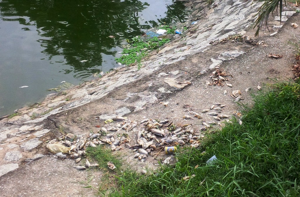 C&aacute; chết được vớt l&ecirc;n bờ nhưng kh&ocirc;ng được thu gom g&acirc;y &ocirc; nhiễm khiến người d&acirc;n bức x&uacute;c