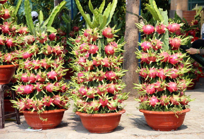 Chậu thanh long c&oacute; gi&aacute; 4 triệu đồng