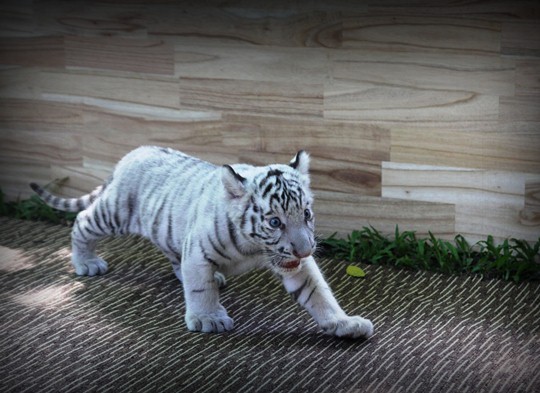 Hổ trắng trong tự nhi&ecirc;n ph&acirc;n bổ ở Bangladesh, Ấn Độ, Bhutan, Trung Quốc v&agrave; Nepal. Đ&acirc;y l&agrave; lo&agrave;i c&oacute; nguy cơ tuyệt chủng rất cao. Hiện tr&ecirc;n thế giới chỉ c&ograve;n lại khoảng 2.300 con, chủ yếu được nu&ocirc;i trong vườn th&uacute;