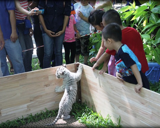 tại đ&acirc;y mọi người c&oacute; nhu cầu chụp ảnh đều phải đăng k&iacute; với người hướng dẫn để tr&aacute;nh cảnh tượng chen lấn g&acirc;y rối trật tự khu vực chụp ảnh lưu niệm.
Để đảm bảo an to&agrave;n cho ch&uacute; hổ n&agrave;y, kh&aacute;ch muốn chụp ảnh phải đ&aacute;p ứng c&aacute;c y&ecirc;u cầu: chỉ được đến gần, kh&ocirc;ng được chạm v&agrave;o hổ. Quan trọng nhất l&agrave; phải tu&acirc;n theo sự hướng dẫn của nh&acirc;n vi&ecirc;n th&igrave; mới được v&ocirc; khu vực chụp ảnh.