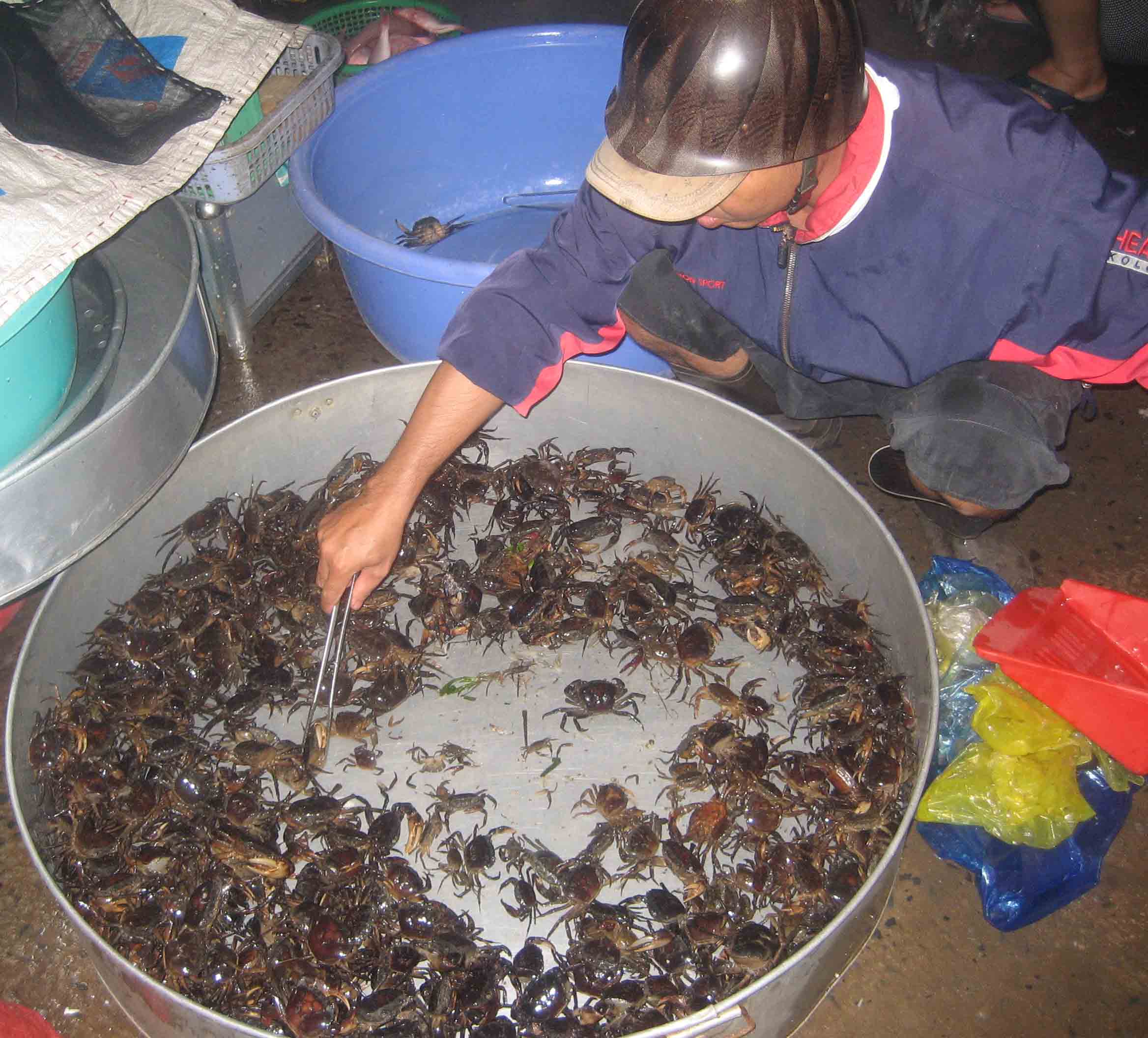 Ph&acirc;n loại cua đồng v&agrave; bẻ c&agrave;ng để b&aacute;n ri&ecirc;ng