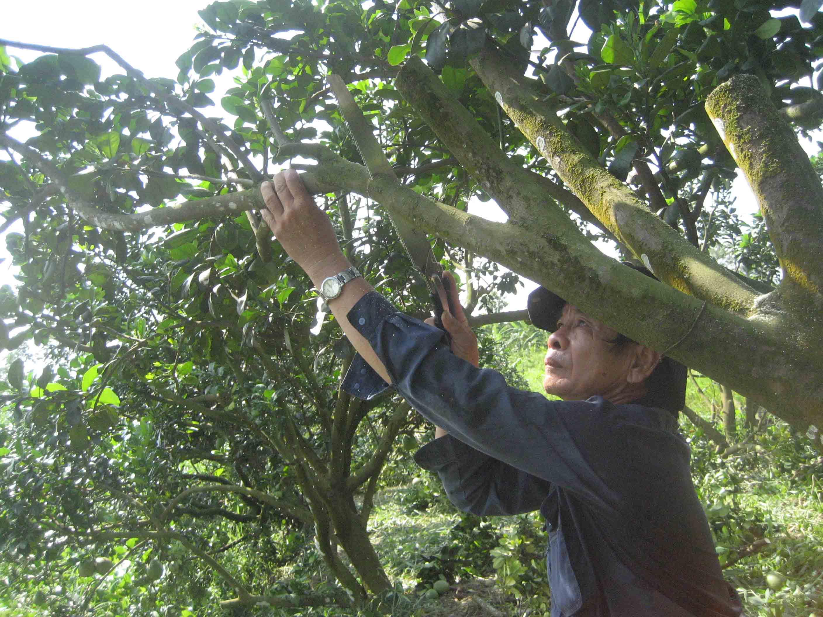 Cắt bỏ những nh&aacute;nh bưởi gi&agrave;, s&acirc;u bệnh