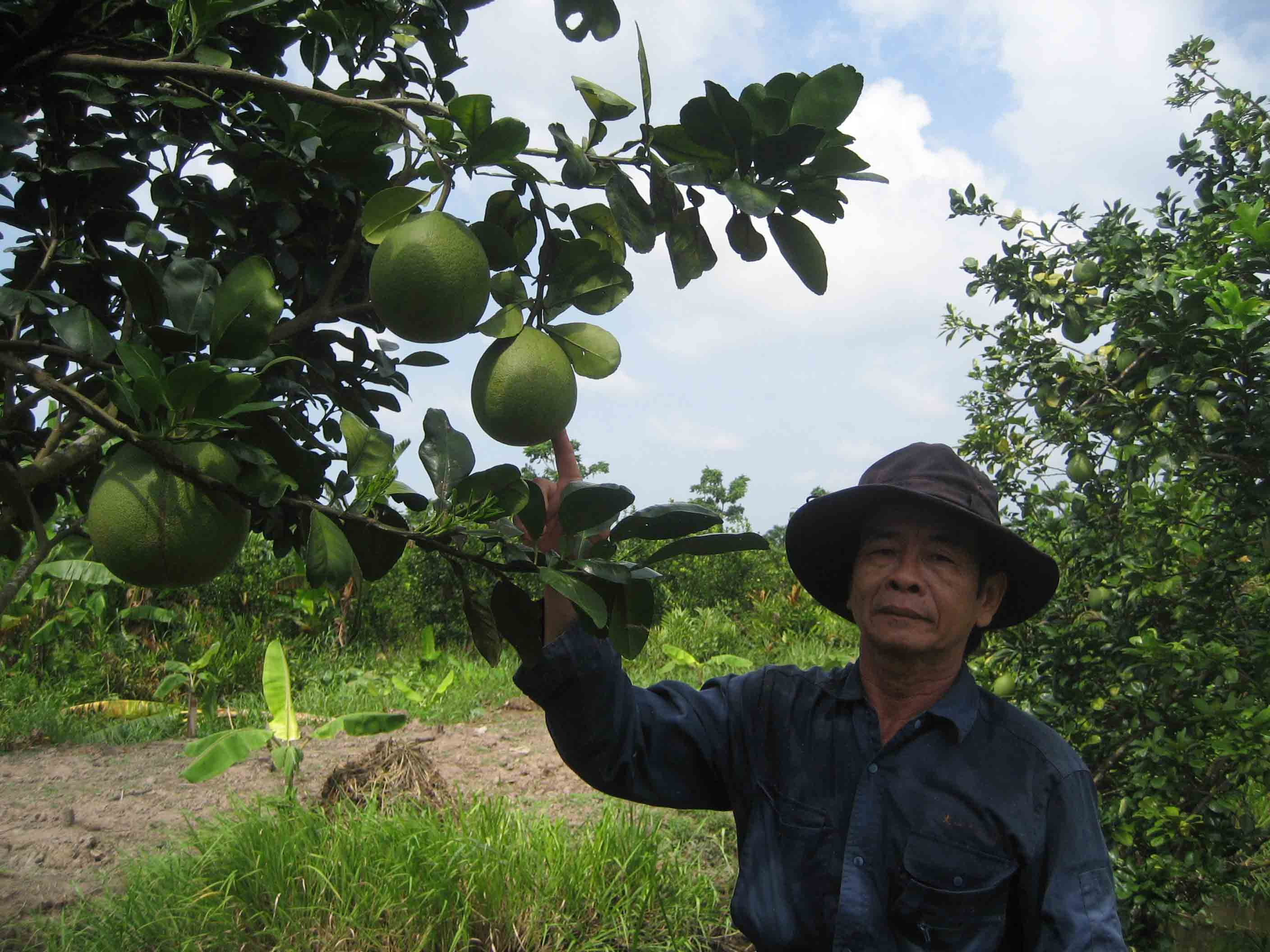 Nếu kh&ocirc;ng cắt c&agrave;nh, tỉa nh&aacute;nh th&igrave; b&igrave; bưởi sẽ ra tr&aacute;i rất nhỏ ở phần đọt