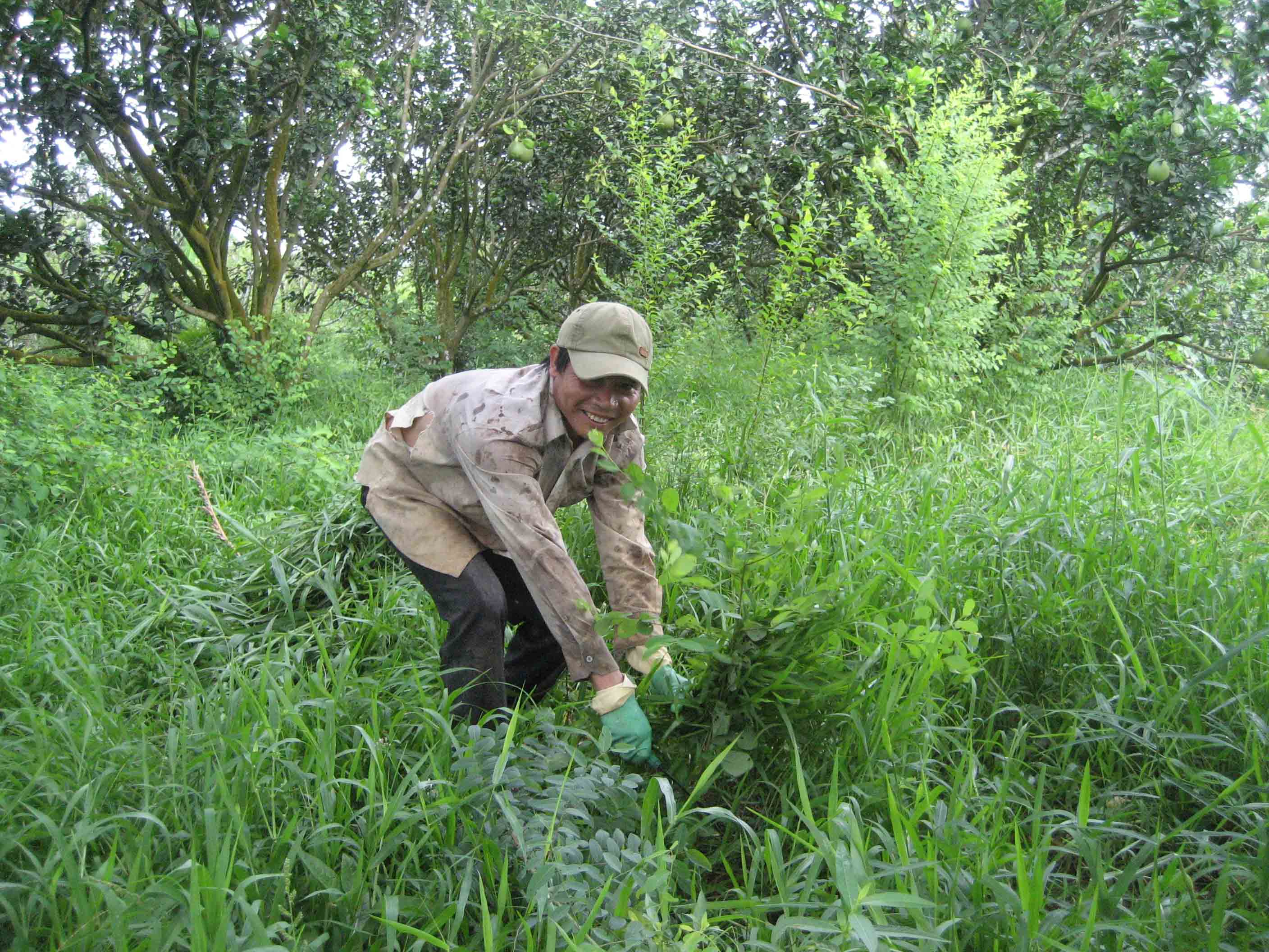 Dọn cỏ cho vườn bưởi th&ocirc;ng tho&aacute;ng
