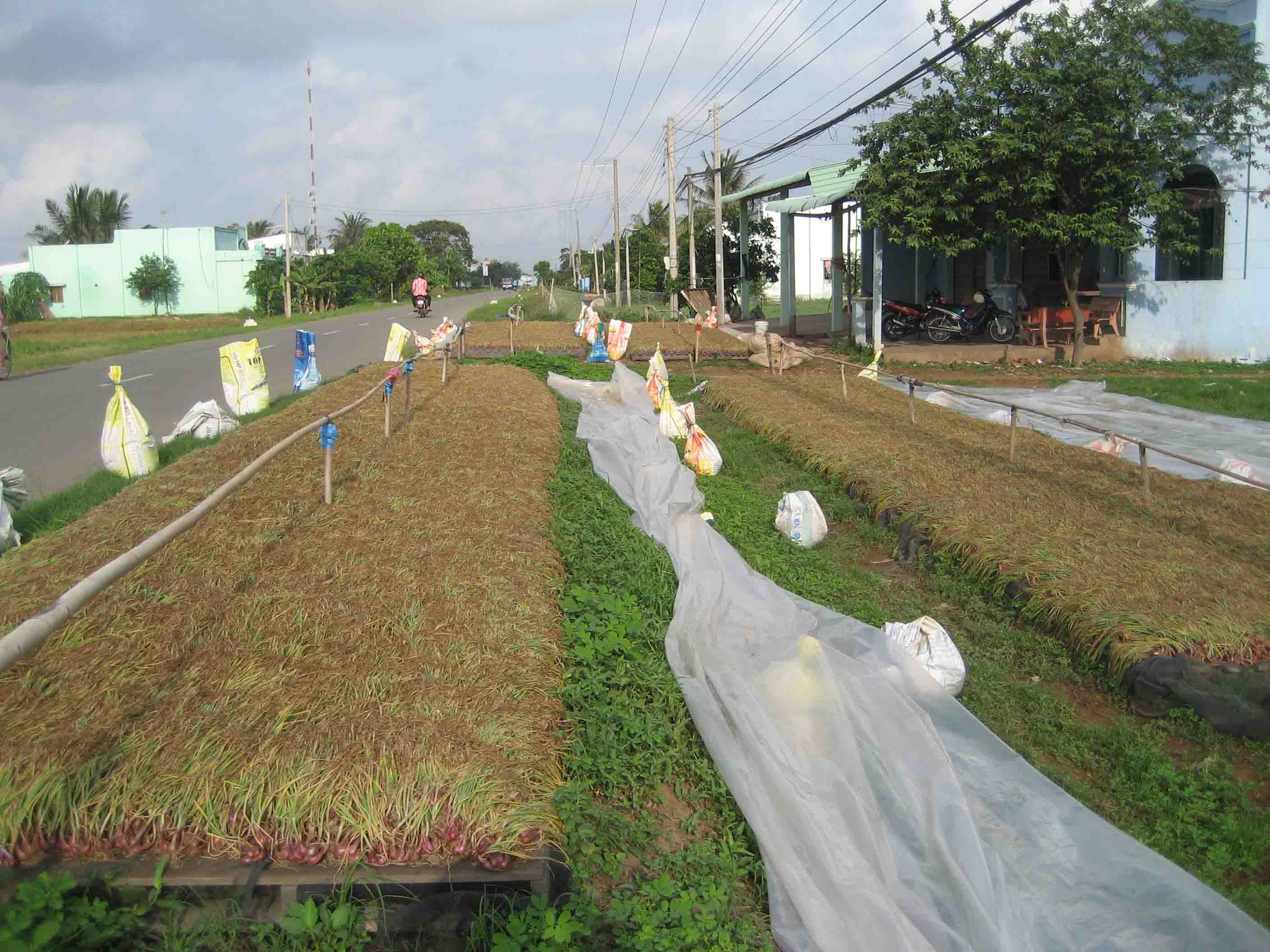 H&agrave;nh giống sau khi phơi c&oacute; gi&aacute; 20.000 đồng/kg
