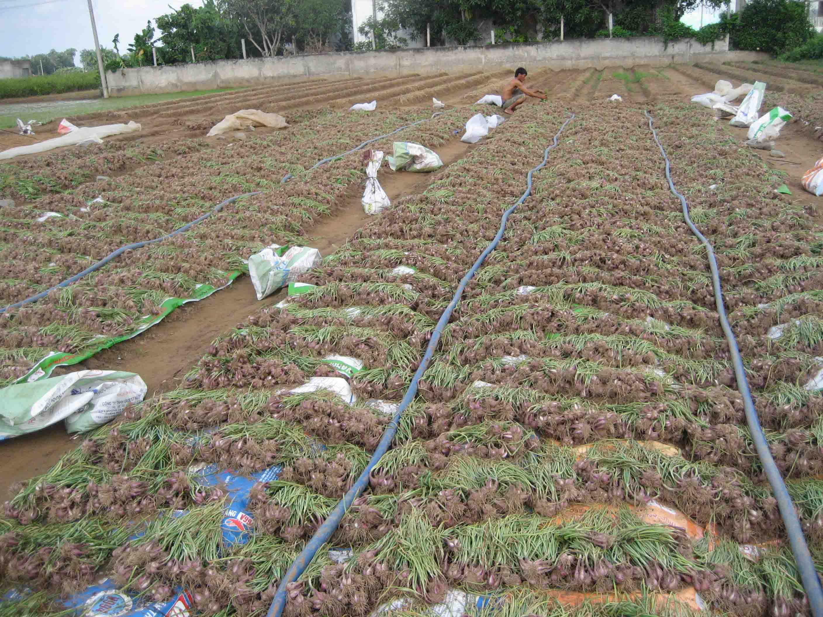 N&ocirc;ng d&acirc;n Vĩnh Ch&acirc;u đang tất bật thu hoạch h&agrave;nh giống để cung cấp cho vụ h&agrave;nh thương phẩm chuẩn bị xuống giống