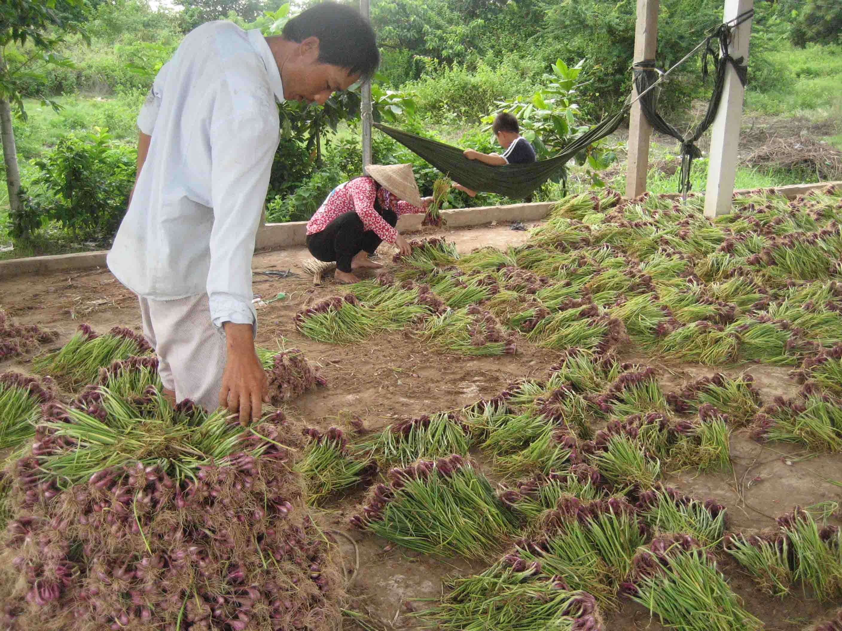 Ph&acirc;n loại h&agrave;nh giống chuẩn bị đem phơi nắng