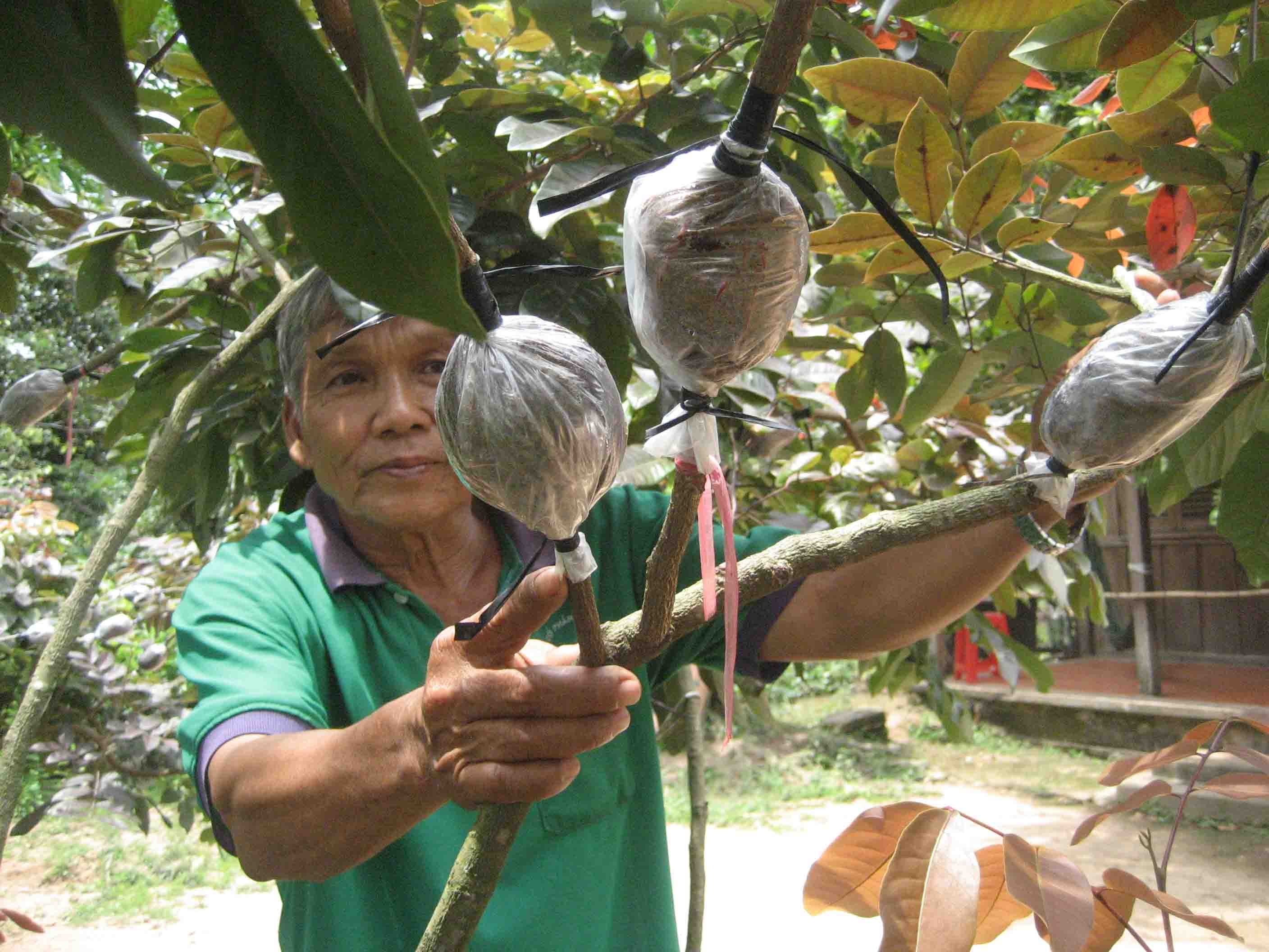 &Ocirc;ng Bảy Huy bắt đầu chiết nh&aacute;nh để cung cấp cho c&aacute;c nh&agrave; vườn