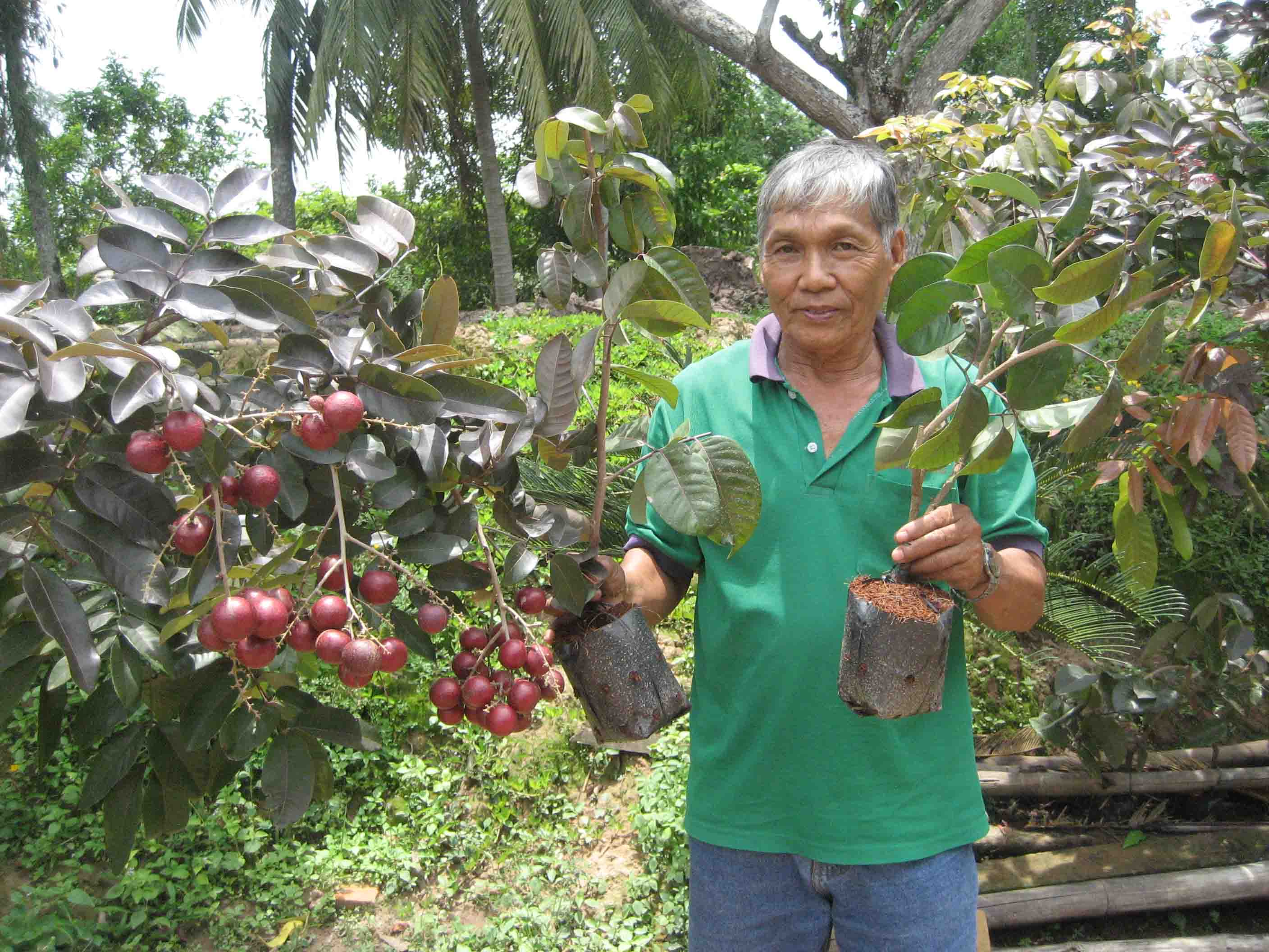 Mỗi nh&aacute;nh nh&atilde;n t&iacute;m chiết được &ocirc;ng Bảy Huy b&aacute;n với gi&aacute; 1 triệu đồng, trong khi những người mua rồi b&aacute;n lại với gi&aacute; từ 2,9- 3,5 triệu đồng