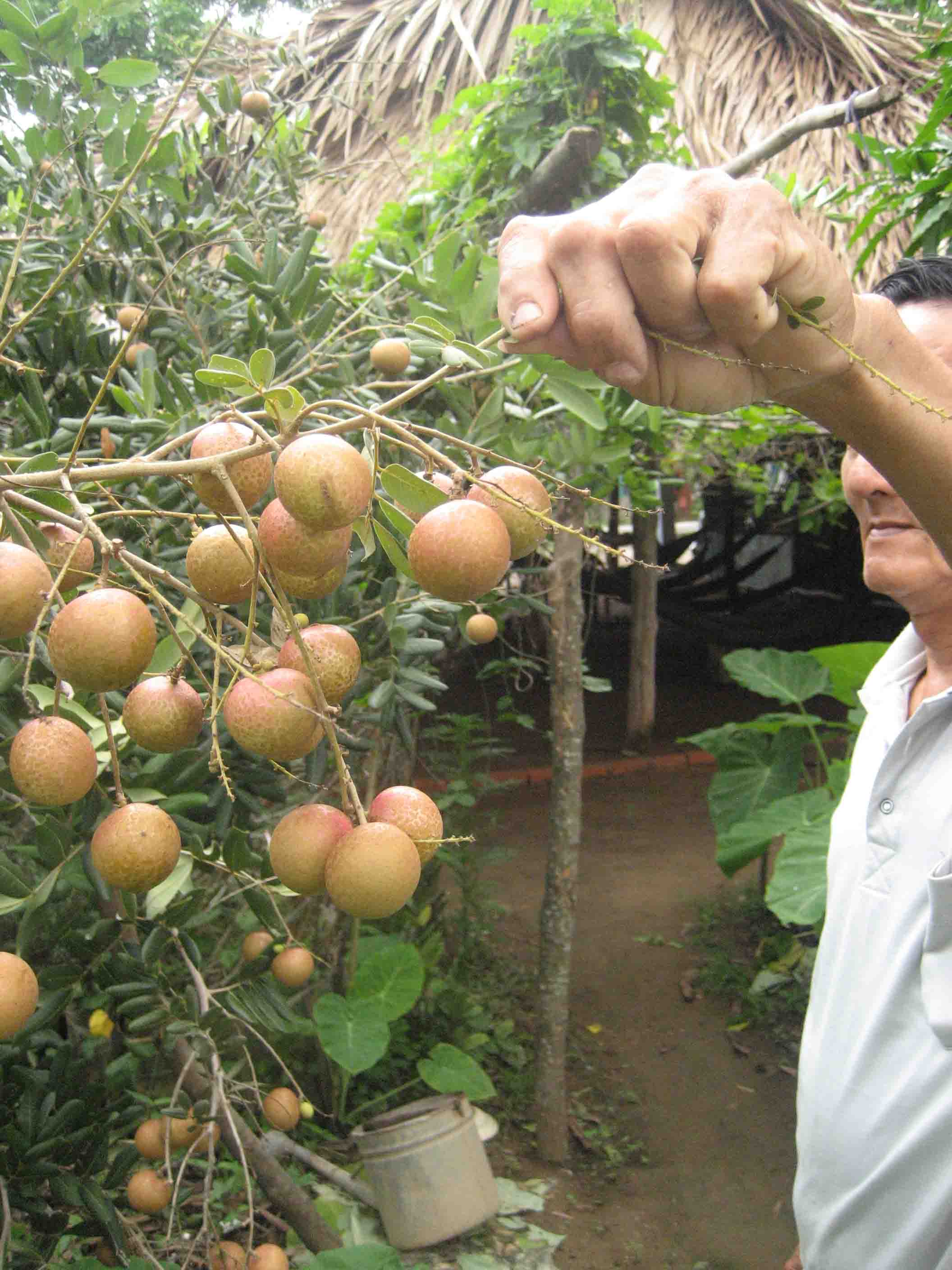 Tr&aacute;i nh&atilde;n xuồng rất to, cơm d&agrave;y, hạt nhỏ