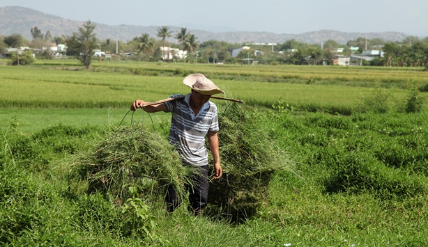 Nhiều n&ocirc;ng d&acirc;n tranh thủ cắt cỏ non mọc xanh mướt sau mưa ven c&aacute;c ch&acirc;n ruộng, l&agrave;m thức ăn cho gia s&uacute;c