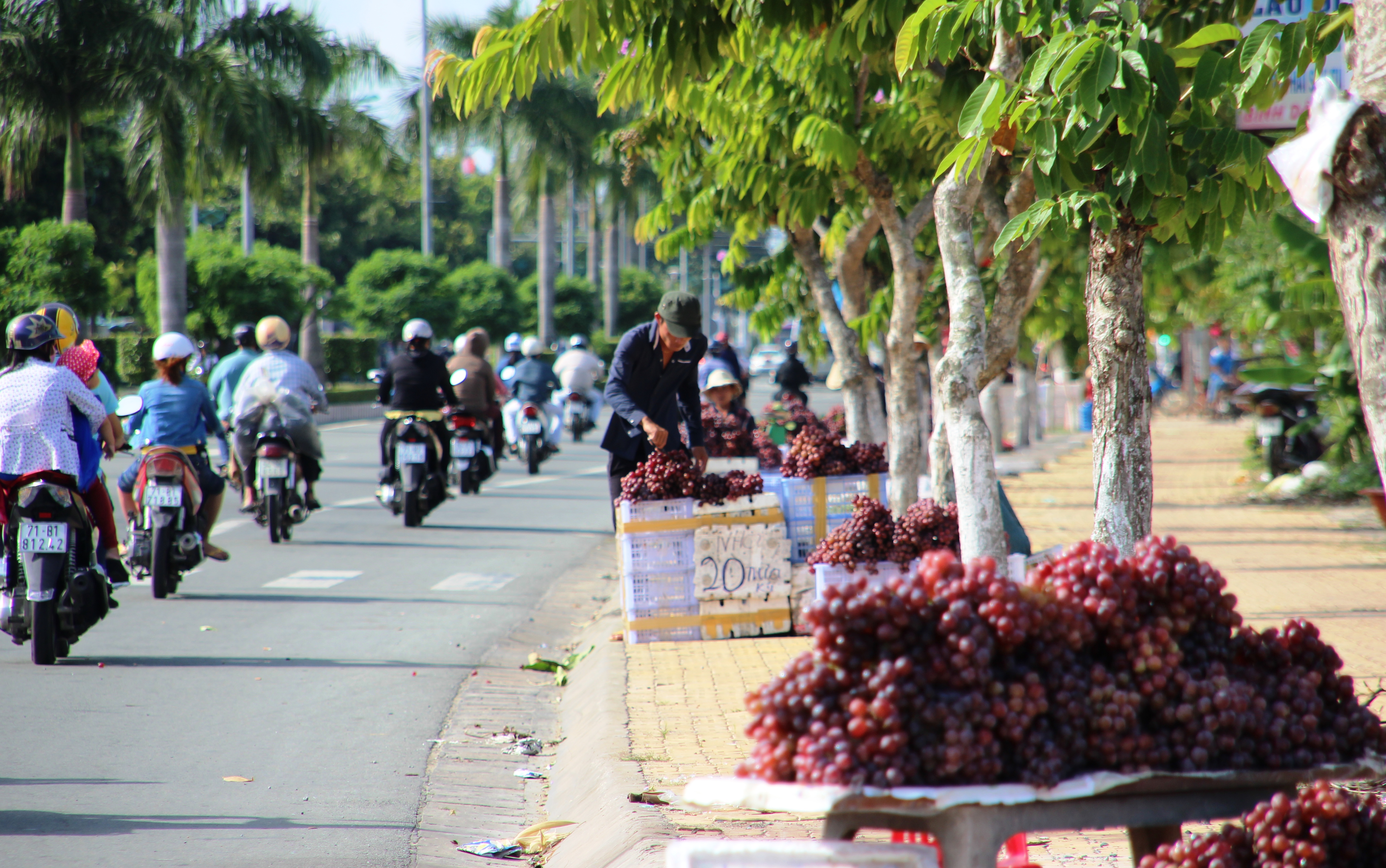 Những tr&aacute;i nho c&oacute; k&iacute;ch thước to, b&oacute;ng mượt.