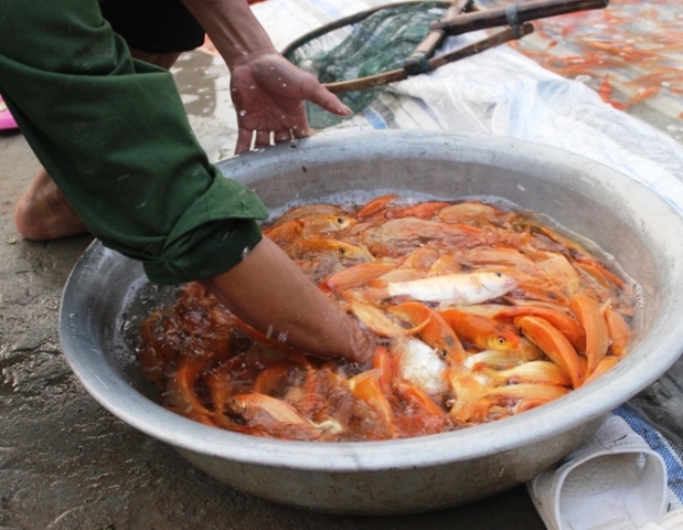 C&aacute; ch&eacute;p năm nay c&oacute; gi&aacute; dao động từ 90 - 120.000 đồng/kg
