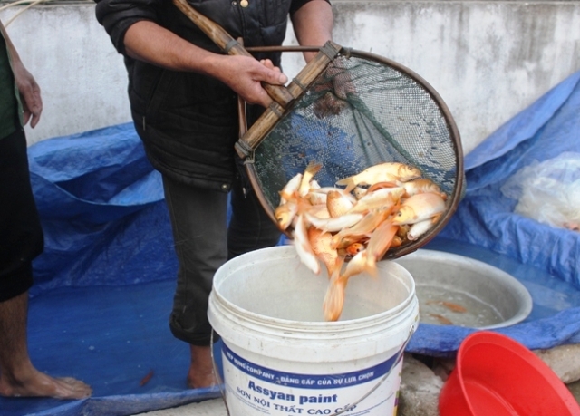 C&aacute; to khoảng 2 đến 3 ng&oacute;n tay l&agrave; vừa đẹp để tiễn &ocirc;ng