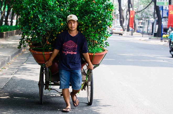 Mấy ng&agrave;y trước, gi&aacute; một chậu quất khoảng 200.000 đồng nhưng đến h&ocirc;m nay chỉ c&ograve;n 100.000 đồng/chậu.