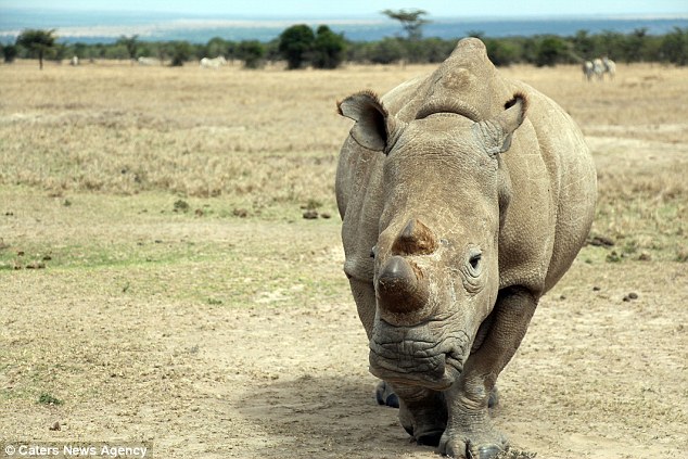 Extreme measures: Rangers have even cut off the rhinos horn - but they fear it wont be enough
