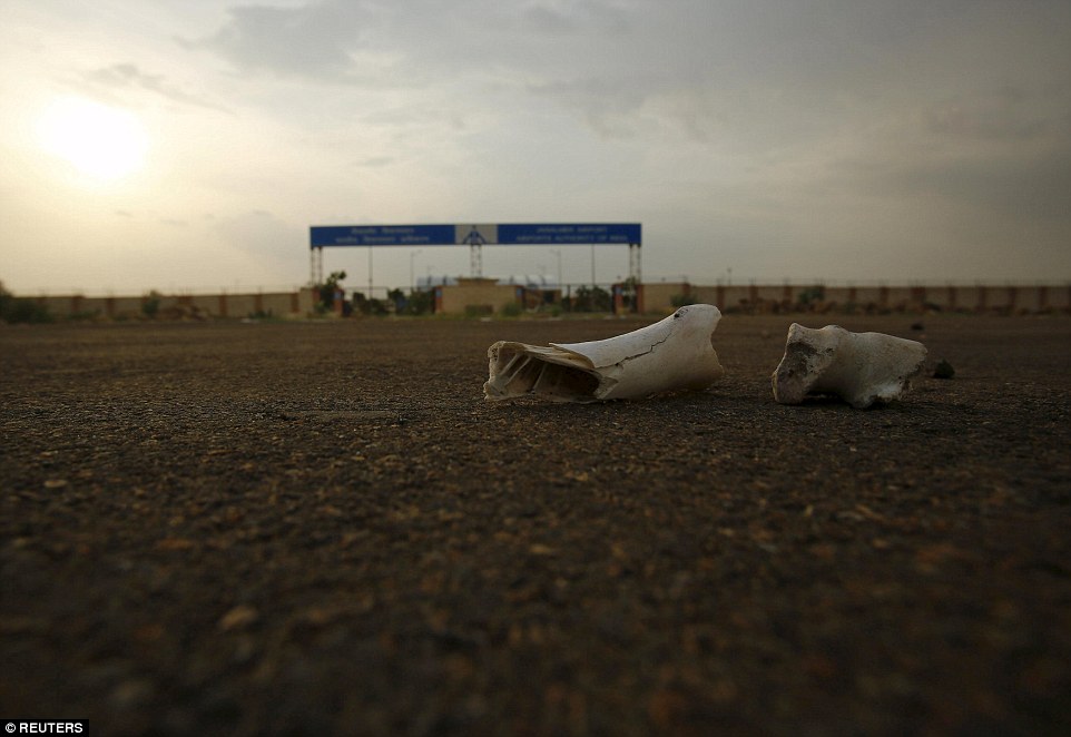 Bones of dead animals lie in a road outside the Jaisalmer Airport in desert state of Rajasthan in north-west India