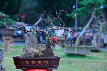 Nhị hoa v&agrave;ng, vươn d&agrave;i ki&ecirc;u sa. Chỉ một b&ocirc;ng nở đ&atilde; l&agrave;m ấm cả kh&ocirc;ng gian trong những ng&agrave;y gi&aacute; r&eacute;t