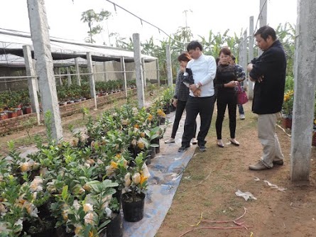 Nhộn nhịp kh&aacute;ch đến xem v&agrave; mua c&acirc;y Phật thủ về chưng Tết