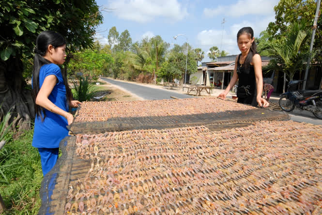 C&ocirc;ng đoạn tiếp theo l&agrave; xếp nh&aacute;i thẳng h&agrave;ng tr&ecirc;n gi&agrave;n phơi.&nbsp;