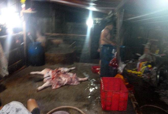 Hiện trường vụ giết mổ heo lậu vừa bị phát hiện - ảnh: Cơ quan chức năng cung cấp