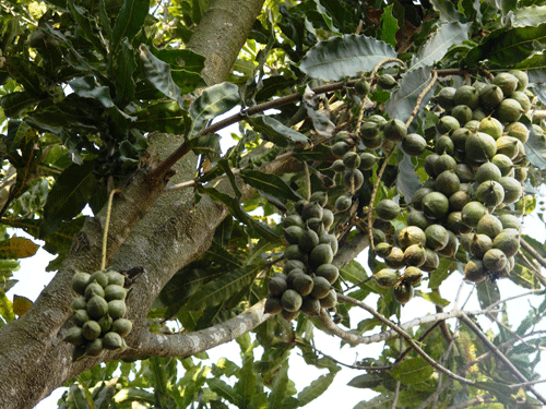 Cây mắc ca cho trái