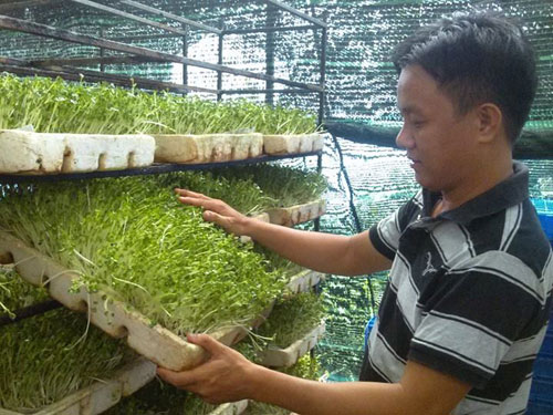 Ông “trùm” rau mầm, giá sạch