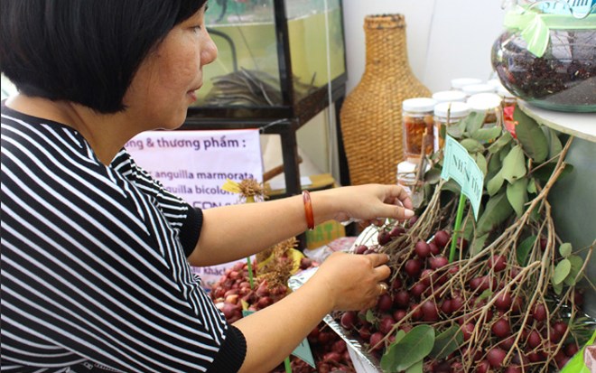 Không chỉ có màu sắc kỳ lạ, giống nhãn này còn có mùi vị thơm ngon và khả năng kháng bệnh.