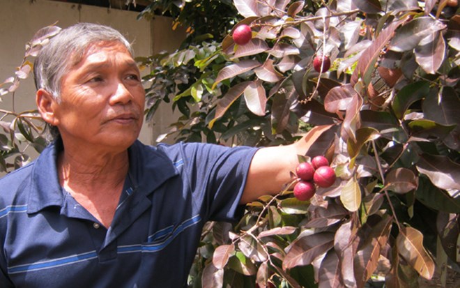 Ông Huy đang tiếp tục nhân giống, chiết cành.