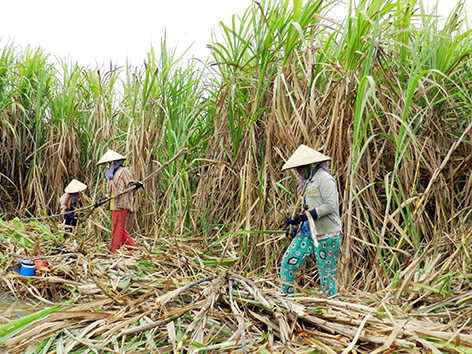 Thu hẹp diện tích để cứu nông dân