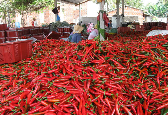 Một cơ sở chế biến ở huyện Ph&ugrave; Mỹ, tỉnh B&igrave;nh Định