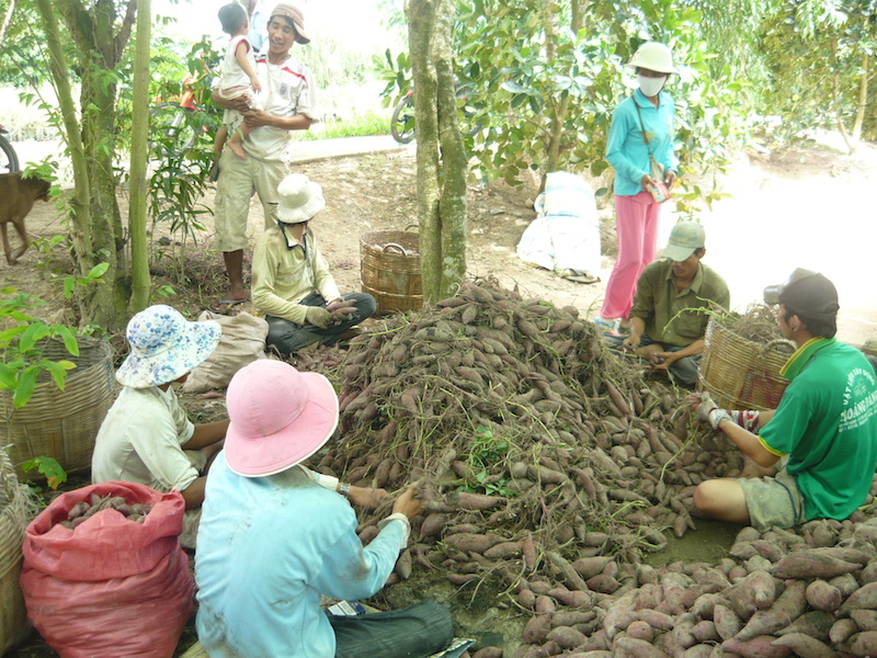 Bị sâu bệnh tấn công, khoai mất mùa, bán giá thấp nên nhiều nông dân trồng khoai lang thua lỗ.