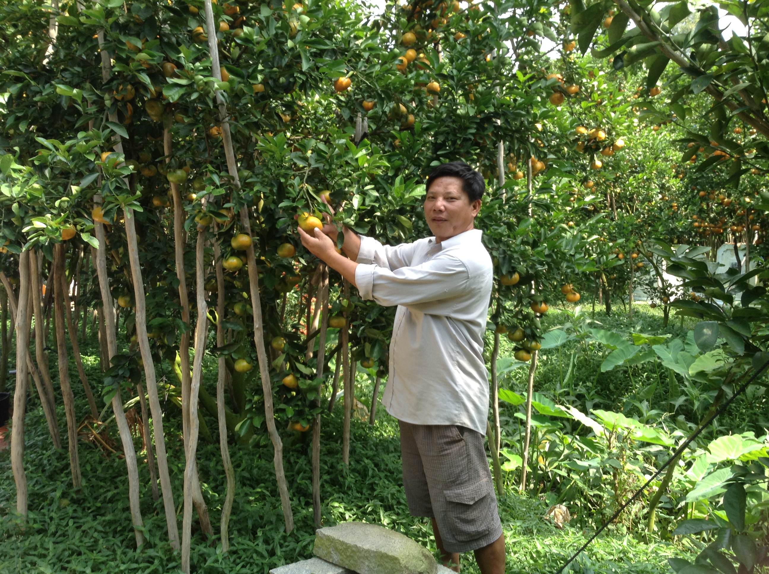 &Ocirc;ng Lưu Văn T&iacute;n chăm s&oacute;c c&acirc;y kiểng