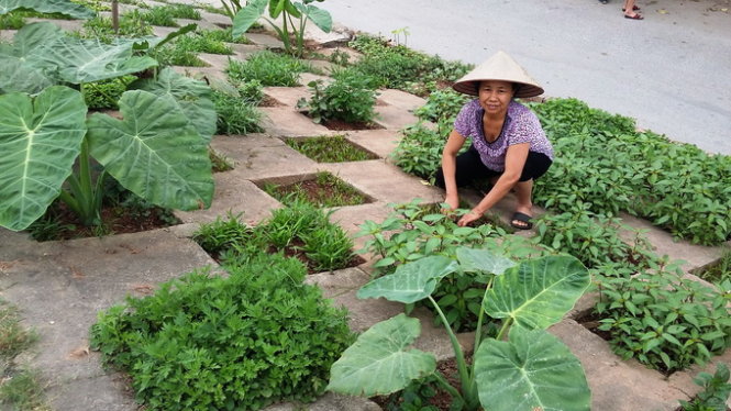 Một người d&acirc;n H&agrave; Nội tận dụng đất để trồng rau sạch tr&ecirc;n vỉa h&egrave; - Ảnh: Q.Thế