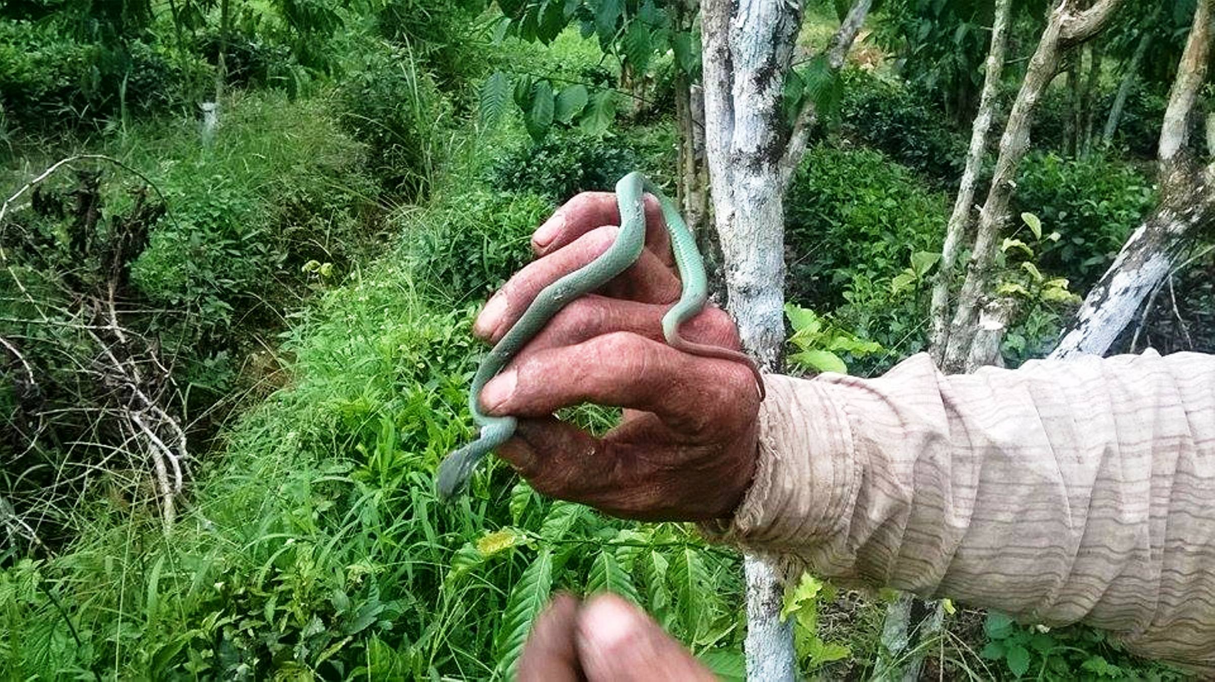 Người d&acirc;n L&acirc;m Đồng bắt được rắn lục đu&ocirc;i đỏ khi đang b&oacute;n ph&acirc;n c&agrave; ph&ecirc;.