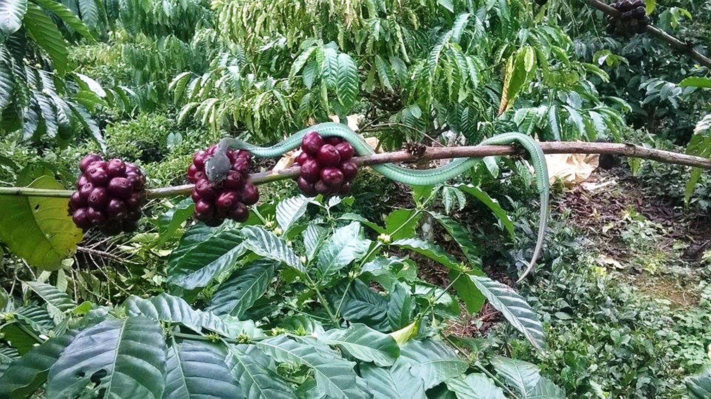 Rắn lục đu&ocirc;i đỏ thường ngụy trang tr&ecirc;n c&agrave;nh c&acirc;y rậm rạp kh&oacute; ph&aacute;t hiện.
